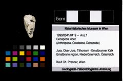 Foto (Objekt + Etikett) von Decapoda indet.  (NHMW-GEO-1990-0041-0419)